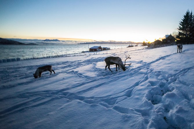 Tromsø: Exclusive Fjord Adventure by Bus - Tromsø’s Scenic Departure Point and Tour Timing