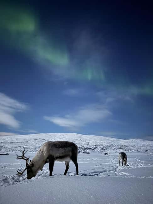 Tromsø: Exclusive Sámi Reindeer Experience with herders - Discover the Authentic Sámi Reindeer Experience Near Tromsø