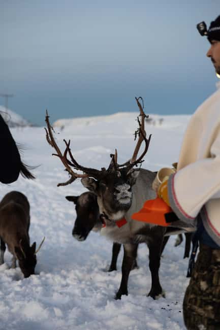 Tromsø: Exclusive Sámi Reindeer Experience with herders - Key Points