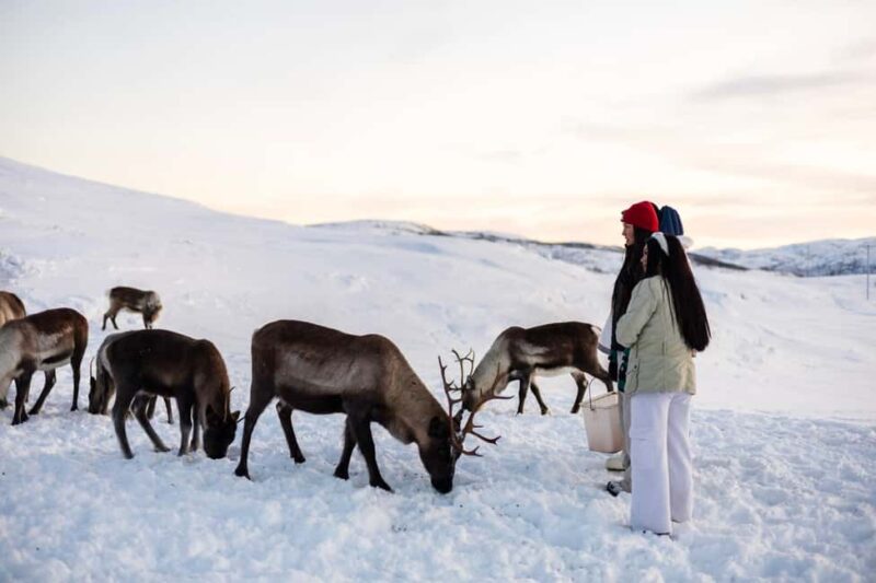 Tromsø: Exclusive Sámi Reindeer Experience with herders - The Role of Sámi Herders and Their Storytelling Approach
