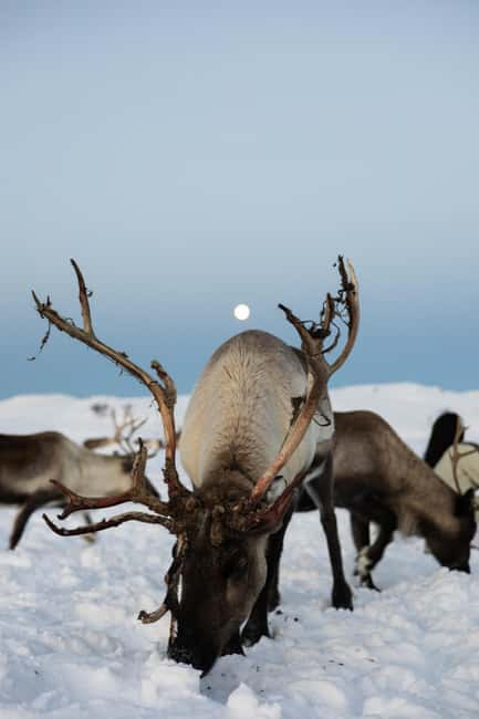 Tromsø: Exclusive Sámi Reindeer Experience with herders - Engaging with Sámi Culture and Traditions