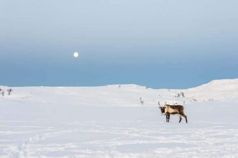 Tromsø: Exclusive Sámi Reindeer Experience with herders - The Atmosphere and Pacing of the Experience