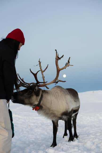Tromsø: Exclusive Sámi Reindeer Experience with herders - Practical Tips for the Tour