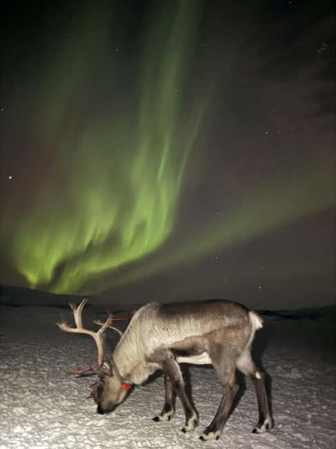 Tromsø: Exclusive Sámi Reindeer Experience with herders - Final Thoughts on the Tromsø Sámi Reindeer Experience