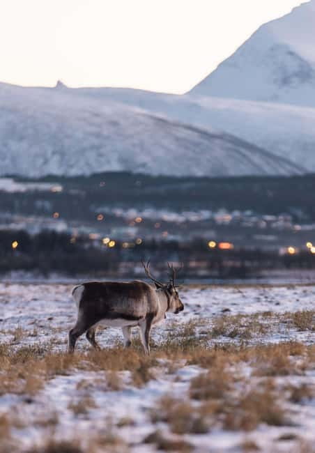 Tromsø: Express Fjord Road Trip - Tromsø: Express Fjord Road Trip – Final Thoughts