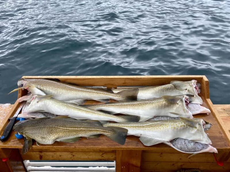 Tromsø: Fishing & Fjord Cruise - Key Points