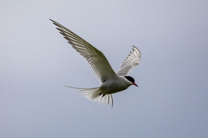 Tromsø: Fishing & Fjord Cruise - Wildlife Sightings and Natural Beauty