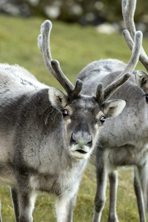 Tromso: Fjord Arctic Adventure Expedition - Comfort and Practical Tips for the Arctic Conditions
