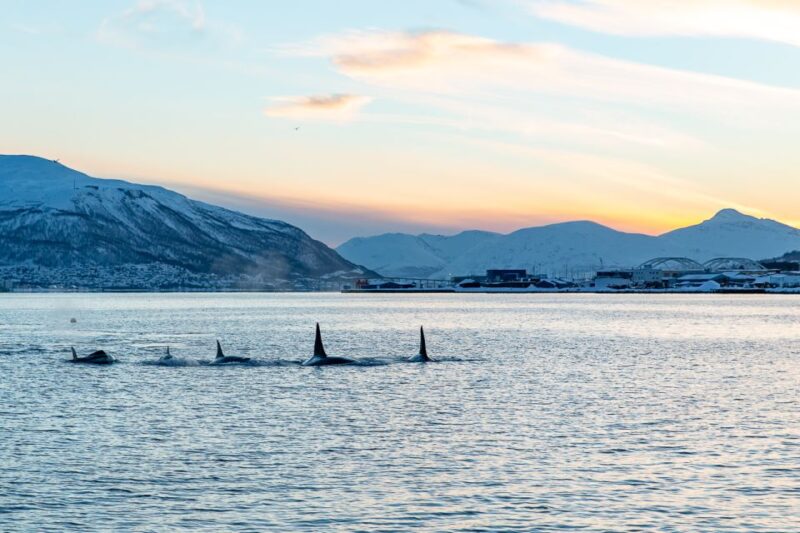 Tromsø: Fjord History Cruise with Snack and Drinks - Key Points