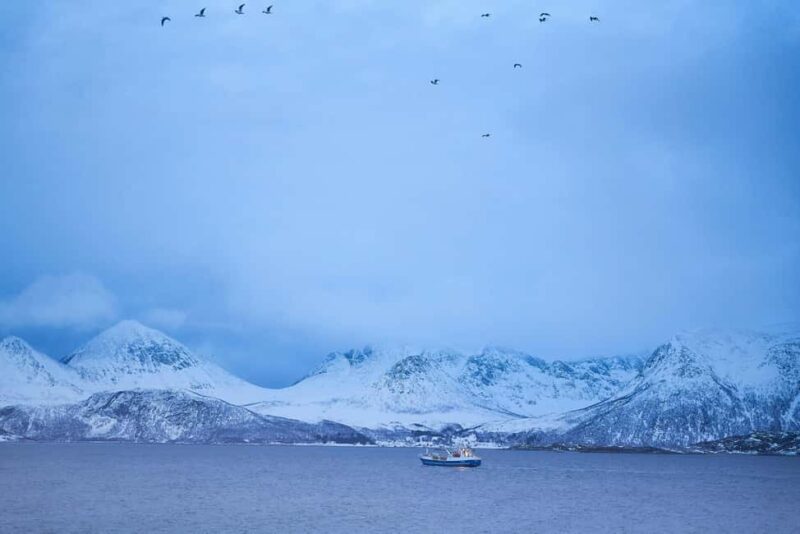 Tromsø: Fjords and Sommarøya bus tour - Key Points