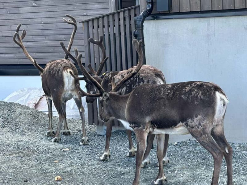 Tromsø: Fjords and Wildlife Tour in a Minibus - The Experience of the Arctic Light and Landscape
