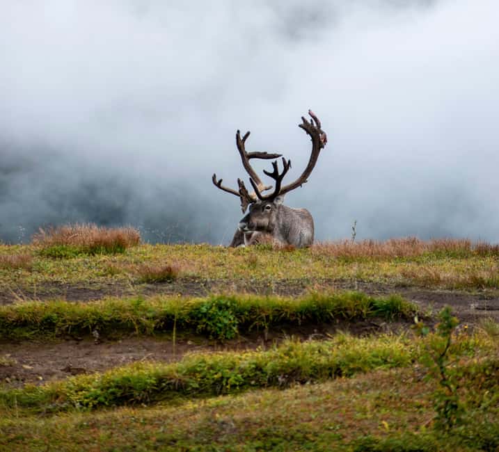 Tromsø: Fjords & Sommarøy Tour with Warm Local Lunch Option - Frequently Asked Questions