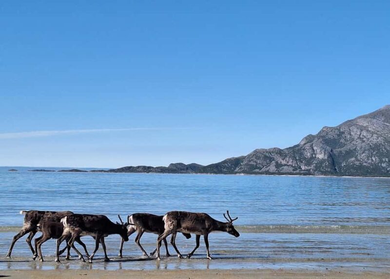 Tromsø: Guided Arctic Nature & Fjord Small Group Tour - Expert Local Guides and Personalized Stories