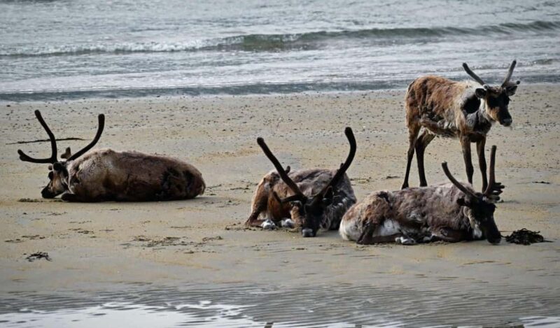 Tromsø: Guided Arctic Nature & Fjord Small Group Tour - Booking, Cancellation, and Group Discounts