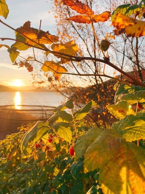 Tromsø: Guided Hiking Tour with Roundtrip Transfers - Why Choose This Arctic Hiking Tour