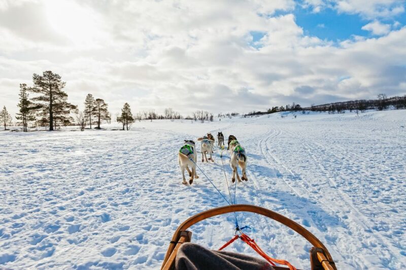 Tromsø: Guided Husky Sledding with Traditional Lunch - Sami Culture and Reindeer Sledding Insights
