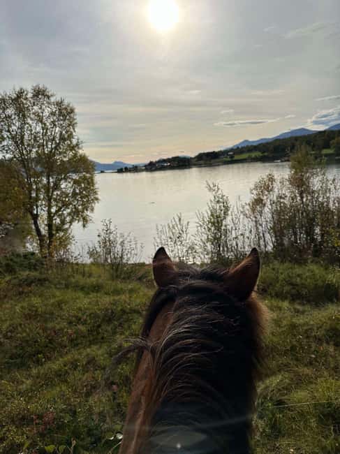 Tromsø: Horseback Riding Tour vinter/summer - Exploring Kvaløya Island’s Arctic Landscape