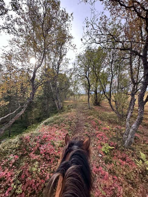Tromsø: Horseback Riding Tour vinter/summer - Practical Details: Meeting Point and Group Size