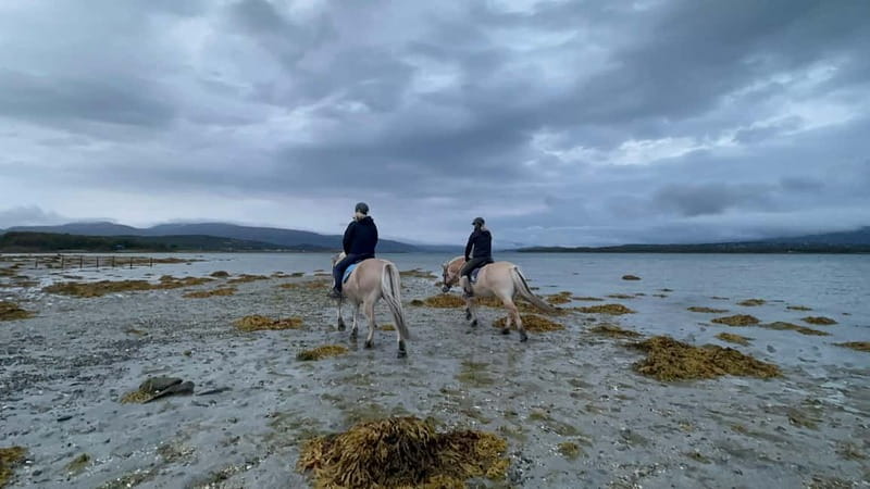 Tromsø: Horseback Riding Tour vinter/summer - Reviews Reflecting the Experience