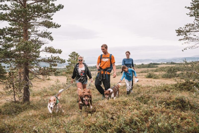 Tromsø: Husky Hike and Puppy Visit with Traditional Lunch - Booking and Cancellation Flexibility