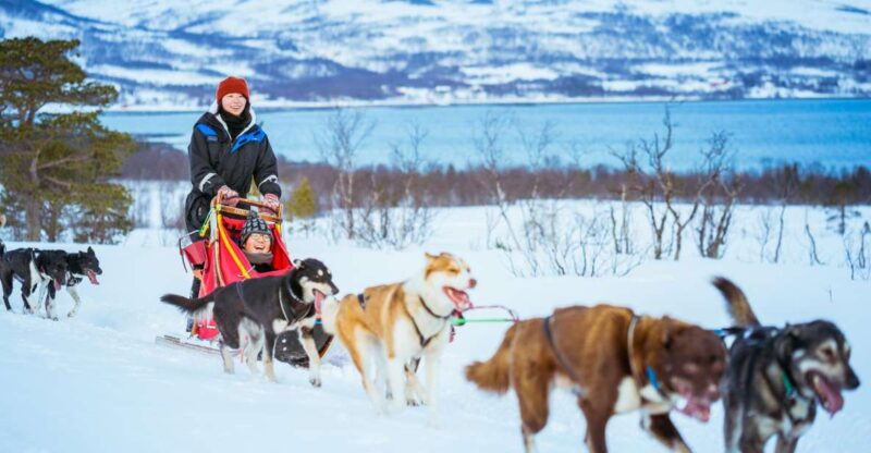 Tromsø: Husky Sled Self-Drive with Traditional Lunch - Key Points