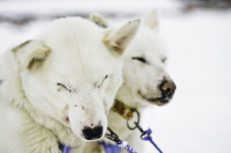 Tromsø: Husky Sled Self-Drive with Traditional Lunch - The Self-Drive Husky Sled Experience