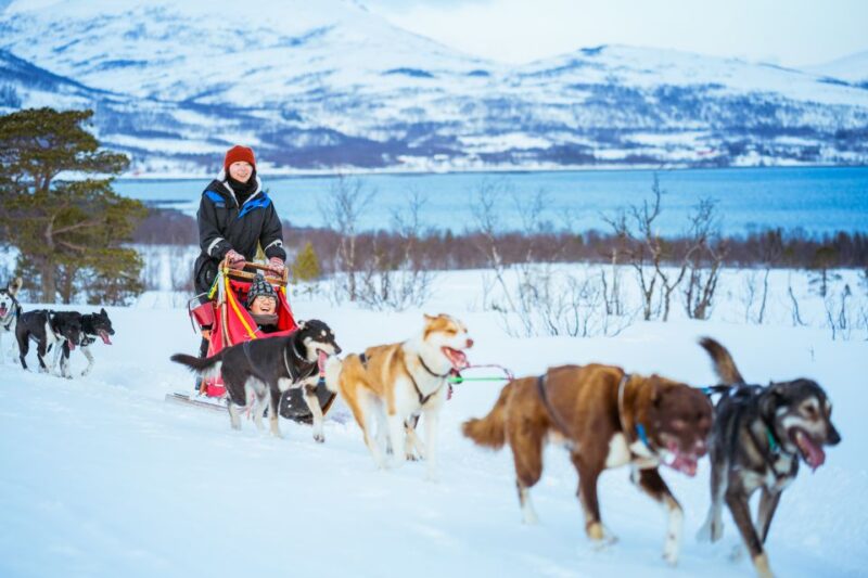 Tromsø: Husky Sled Self-Drive with Traditional Lunch - Practical Details and Physical Requirements