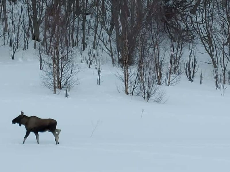 Tromsø: Island of Kvaløya Scenic Sightseeing Minibus Tour - Spotting Wildlife and Nature