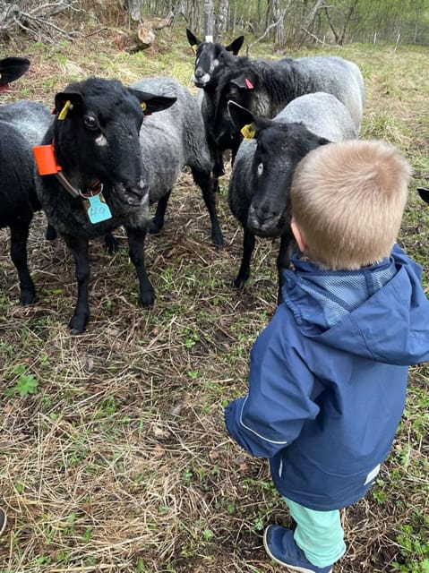 Tromsø: Norwegian farmvisit with guide - Key Points