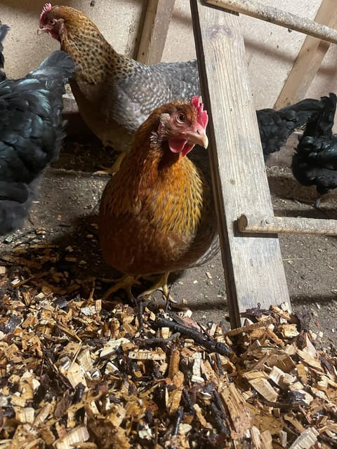 Tromsø: Norwegian farmvisit with guide - Meeting point at Ullstindvegen 1256 ensures easy access for participants