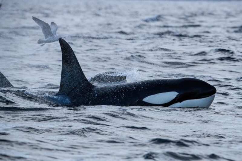 Tromsø: Orca and Whale Watching comfort heated boat Trip - Wildlife Encounters: Orcas, Humpbacks, and More