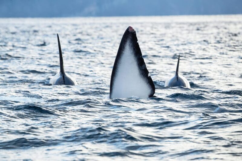 Tromsø: Orca and Whale Watching comfort heated boat Trip - Professional Photography Tips on Board
