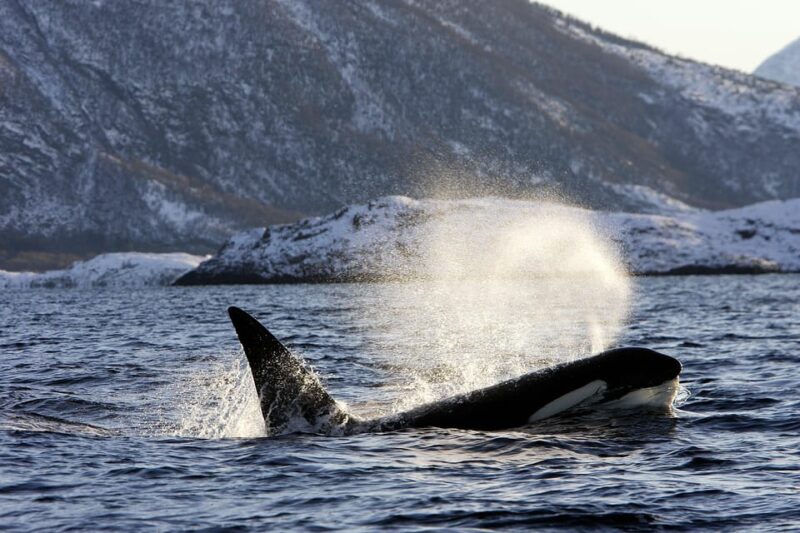Tromsø: Orca and Whale Watching comfort heated boat Trip - Practical Details: Meeting Point, Group Size, and Inclusions