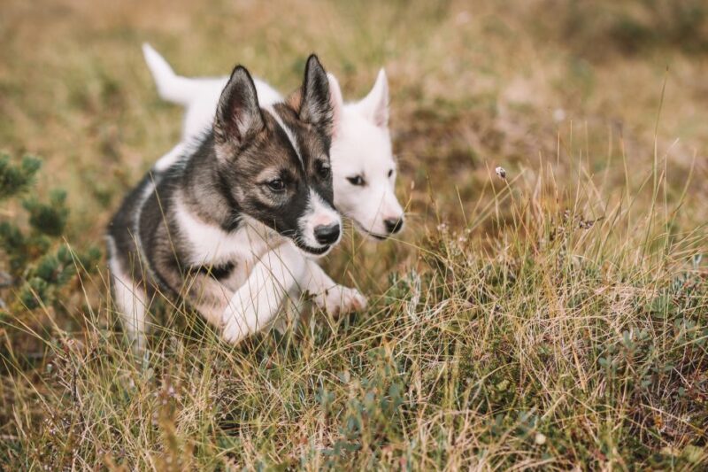 Tromsø: Puppy Training at the Husky Kennel with Lunch - Discover Husky Puppies and Training at Tromsø Villmarkssenter for $146