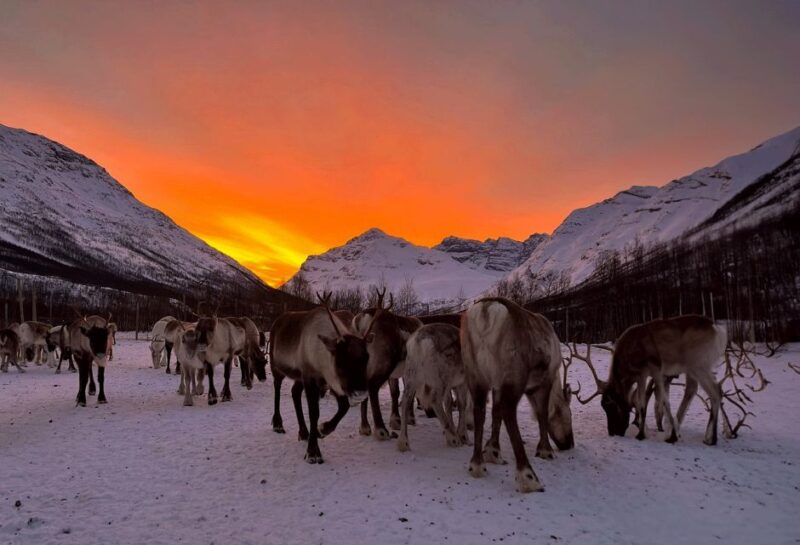 Tromsø: Reindeer Experience at a Sami Camp - Why This Tour Stands Out Among Sami Experiences