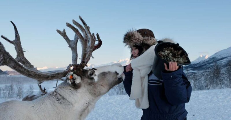Tromsø: Reindeer Feeding and Sami Cultural Experience - Explore Tromsø’s Unique Reindeer and Sami Heritage in 4.5 Hours