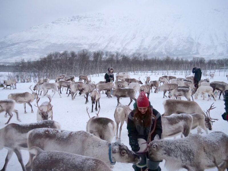 Tromsø: Reindeer Feeding and Sami Cultural Experience - Flexibility and Cancellation Policies