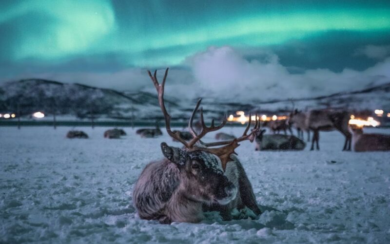 Tromsø: Reindeer Feeding with Chance of Northern Lights - Sami Food and Cultural Stories