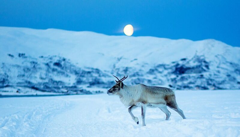 Tromsø: Reindeer Feeding with Chance of Northern Lights - Practical Tips for a Comfortable Night Out