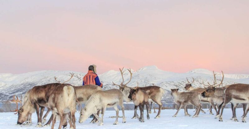 Tromsø: Reindeer Ranch and Sami Cultural Tour with Lunch - Key Points