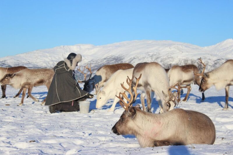 Tromsø: Reindeer Ranch and Sami Cultural Tour with Lunch - Tromsø Departure and Pickup Details