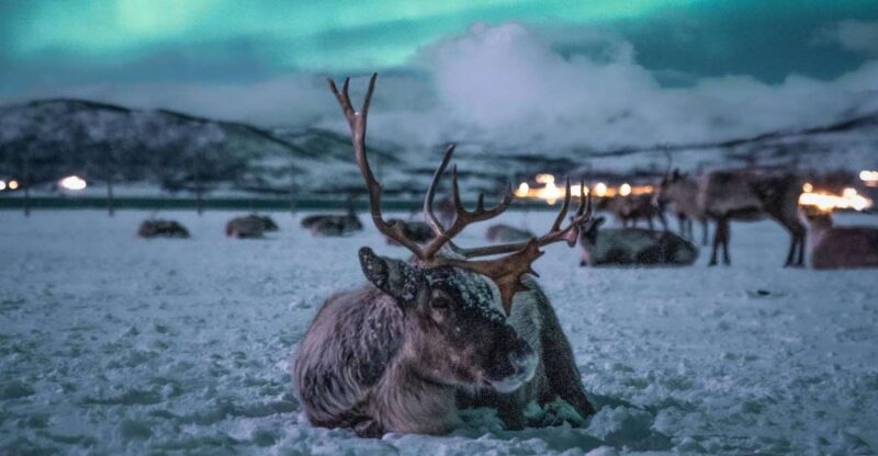 Tromsø: Reindeer Sled, Dinner, and Chance of Northern Lights - Key Points