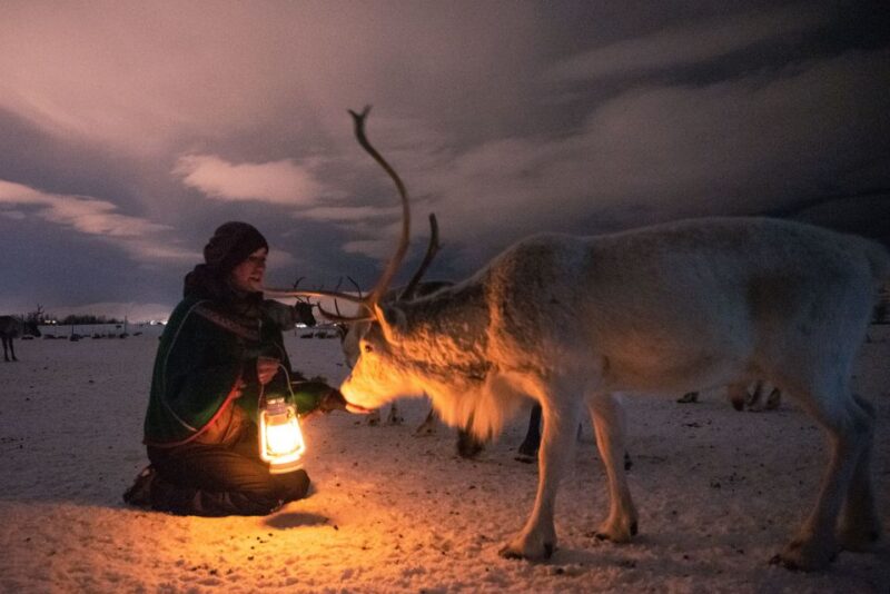 Tromsø: Reindeer Sled, Dinner, and Chance of Northern Lights - Reindeer Sledding Experience
