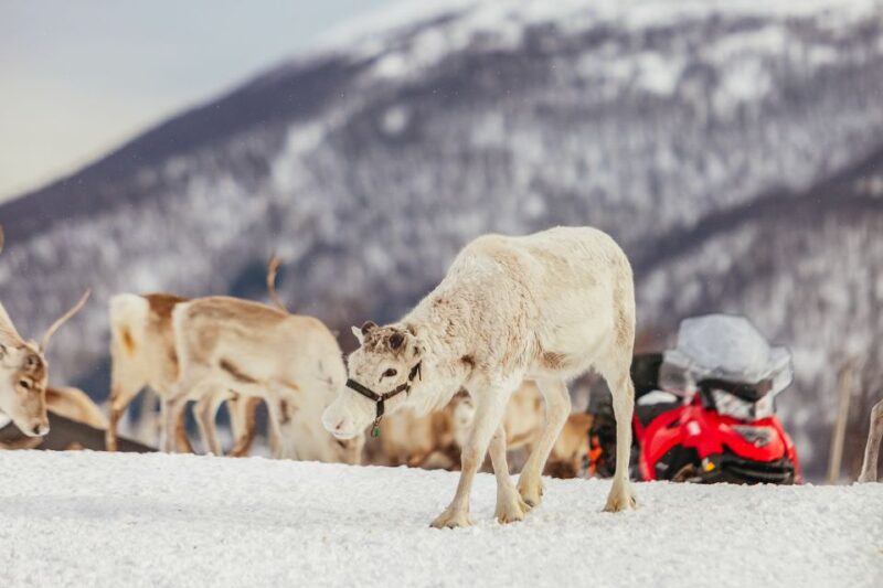 Tromsø: Reindeer Sledding & Feeding with a Sami Guide - Key Points