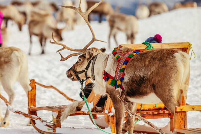 Tromsø: Reindeer Sledding & Feeding with a Sami Guide - Pickup and Meeting Point in Tromsø