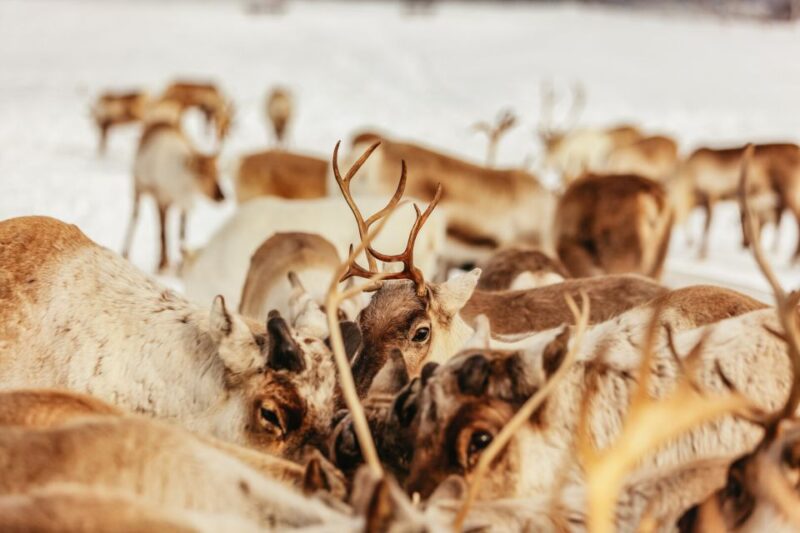 Tromsø: Reindeer Sledding & Feeding with a Sami Guide - Feeding the Reindeer of the Sami Herd