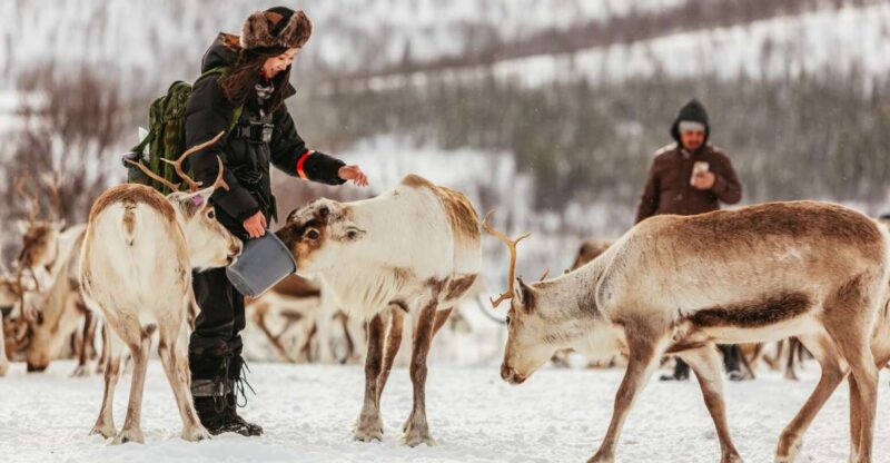 Tromsø: Reindeer Sledding & Feeding with a Sami Guide - Inside the Sami Camp: Warmth and Cultural Stories