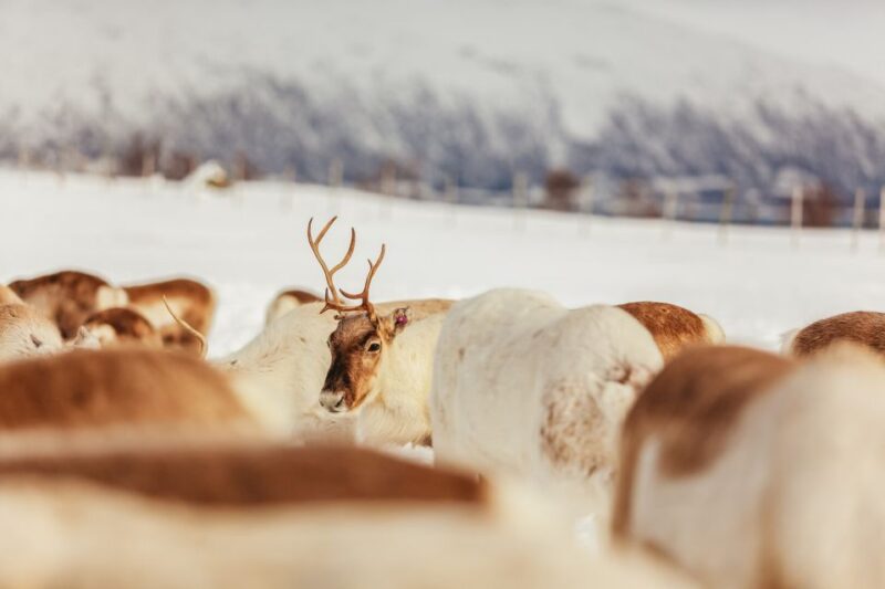 Tromsø: Reindeer Sledding & Feeding with a Sami Guide - Sami Guide and Cultural Narratives