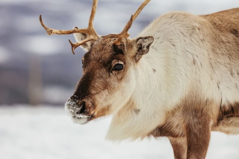 Tromsø: Reindeer Sledding & Feeding with a Sami Guide - Overall Atmosphere and Organization