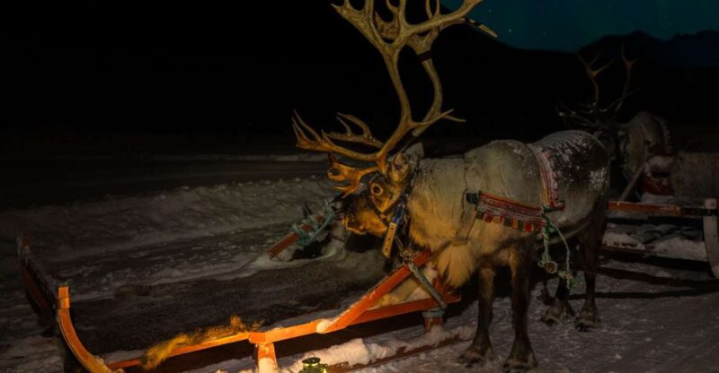 Tromso: Reindeer Sledding with Chance to See Northern Lights - Key Points